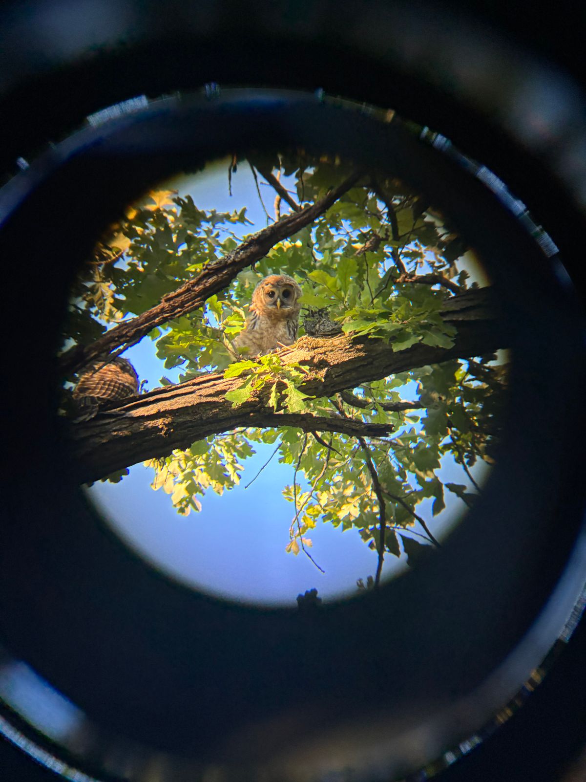 Young barred owl