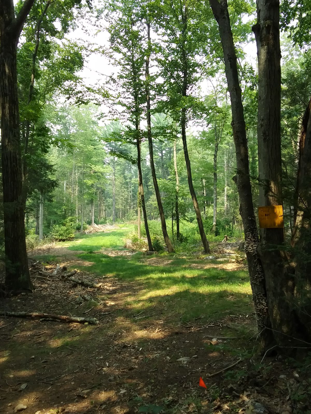 Hole 10 tee area.