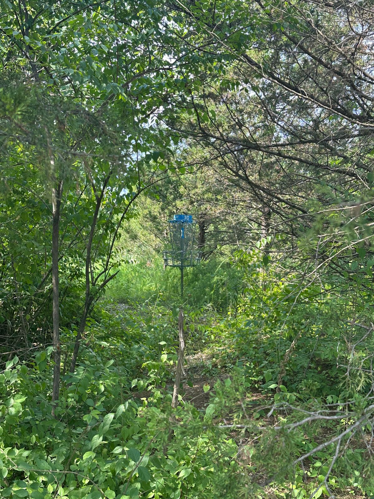 Hole 10’s basket on 8/17/25. Looks like the entire course is completely overgrown