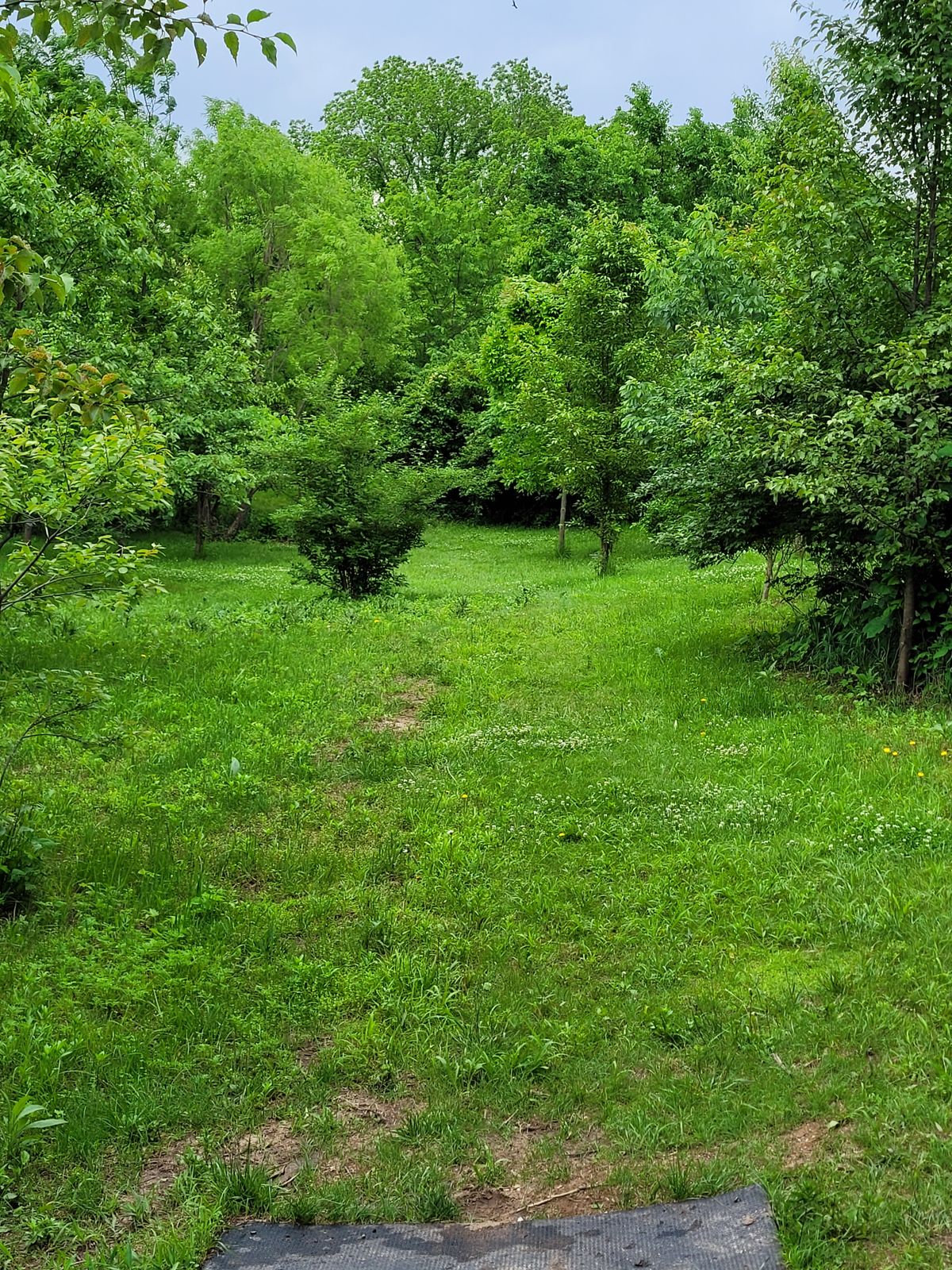 Hole 14 tee