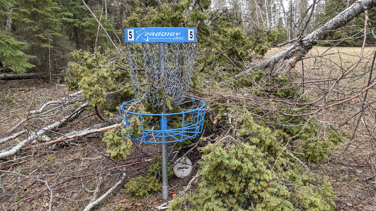 Basket #5 under a fallen tree. Approachable from the left but not the right