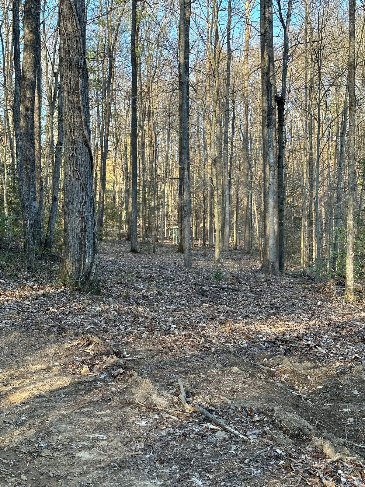 Better look at the basket for 10.  several trees near the basket so you'll have an awkward putt.