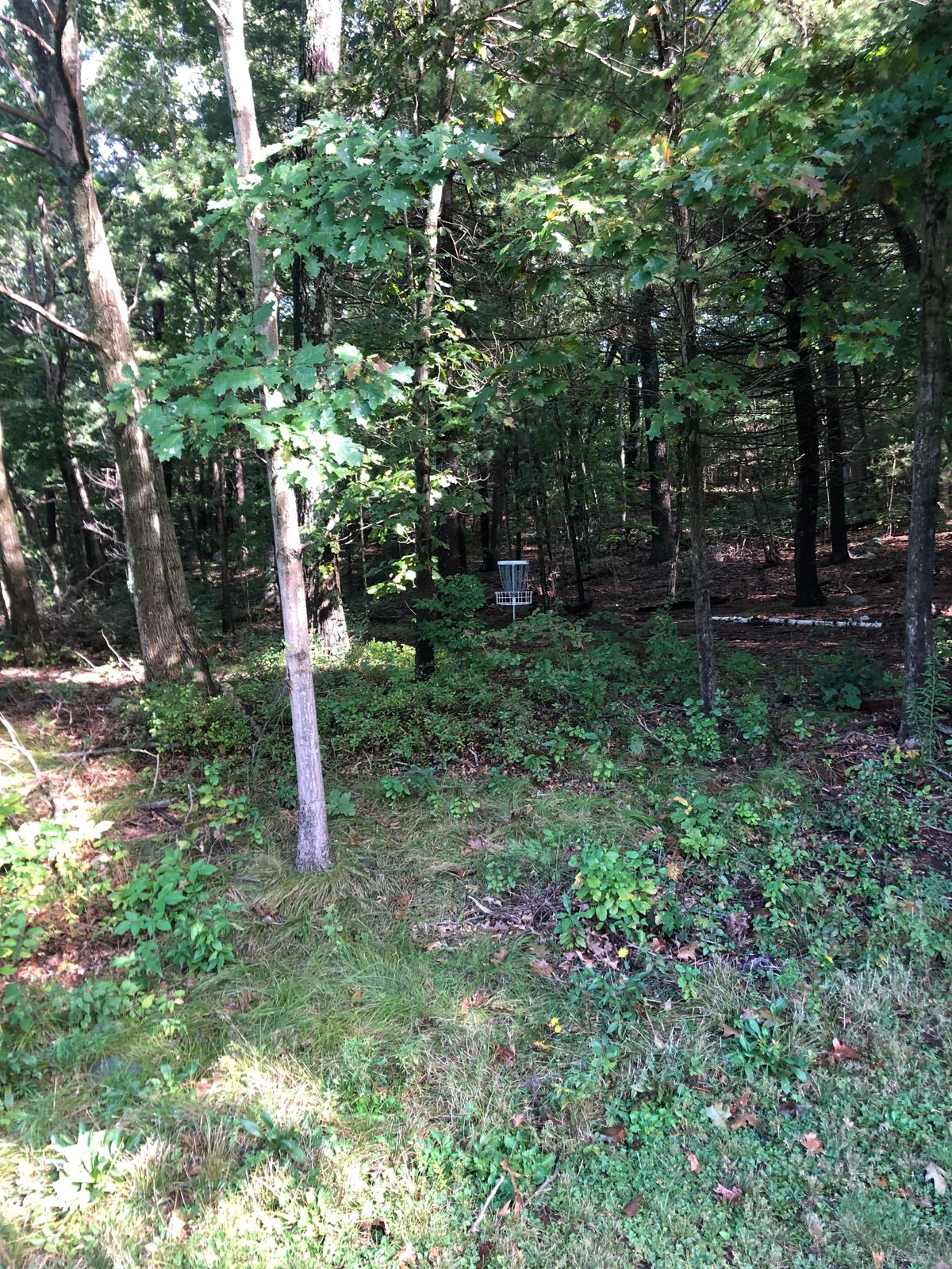 Hole 4 basket