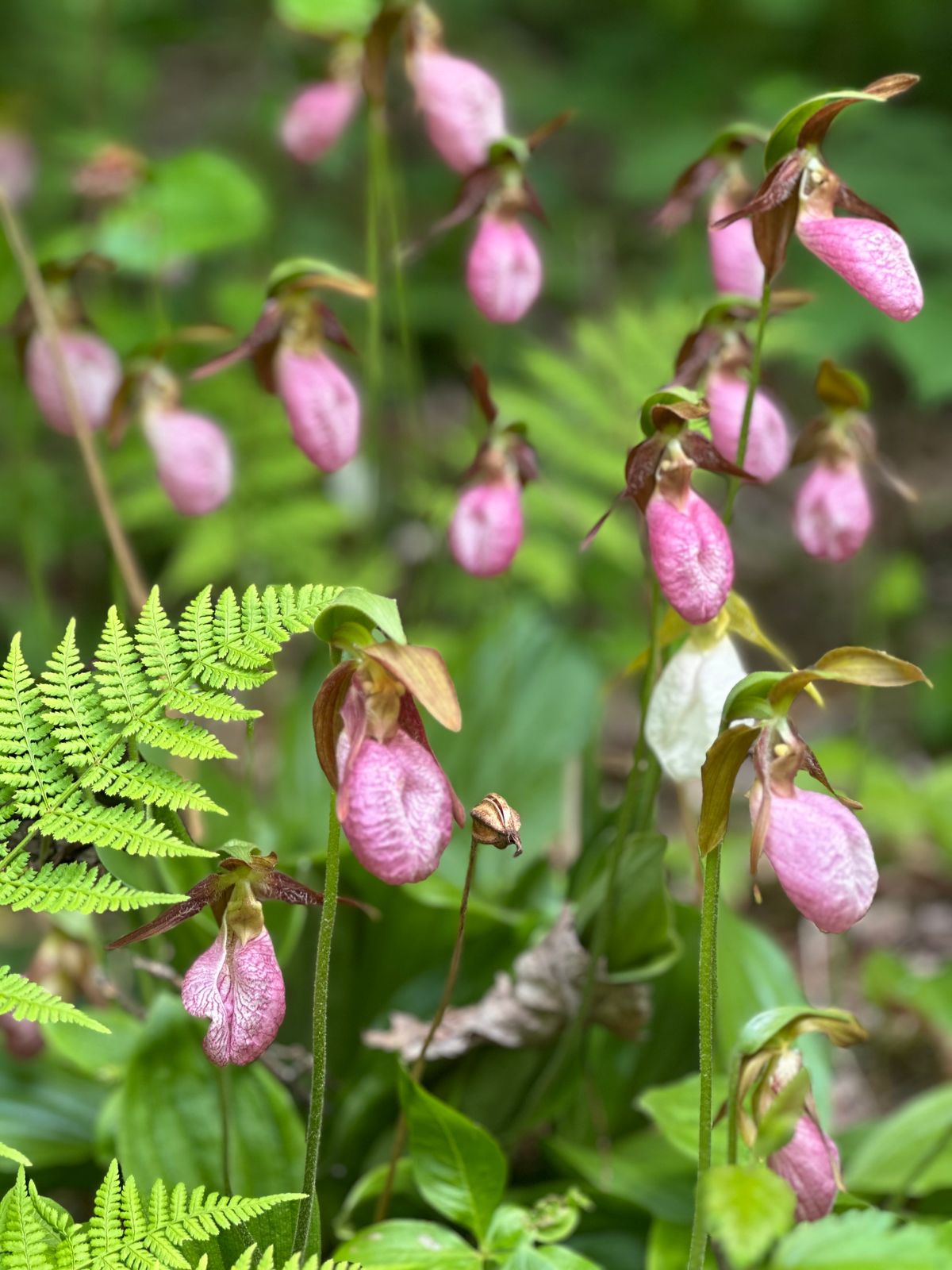 Lady slippers on hole 14 (2025)