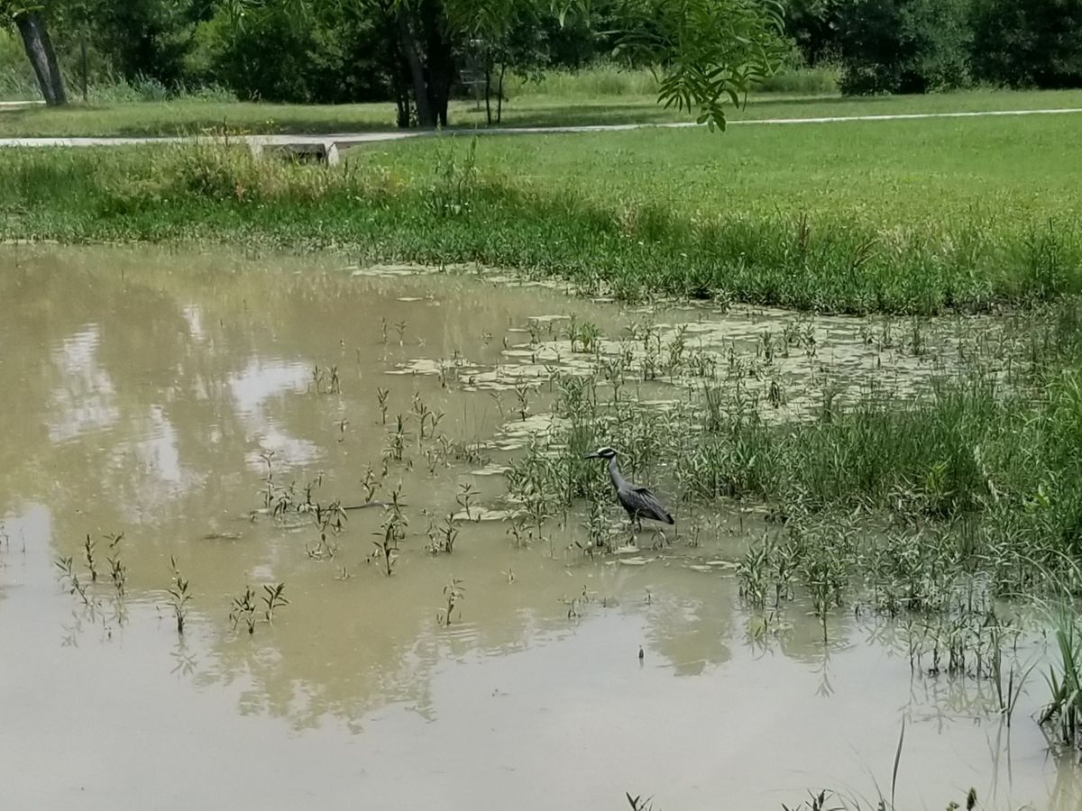 Wildlife on the course
