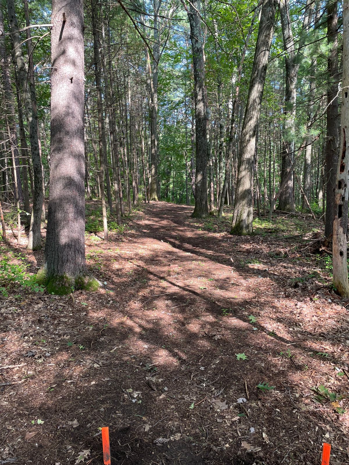 Hole 4 tee