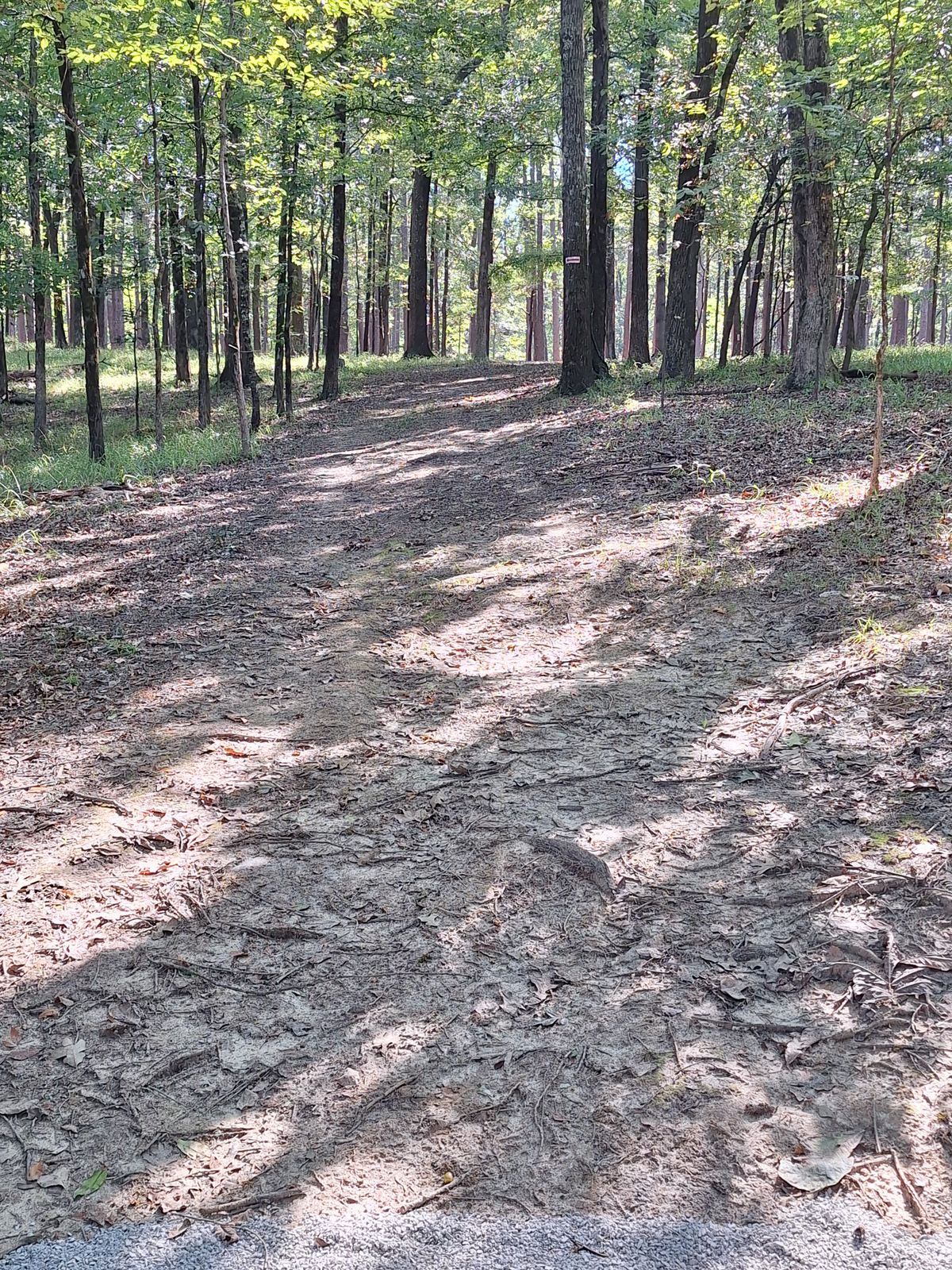 Hole 5 tee