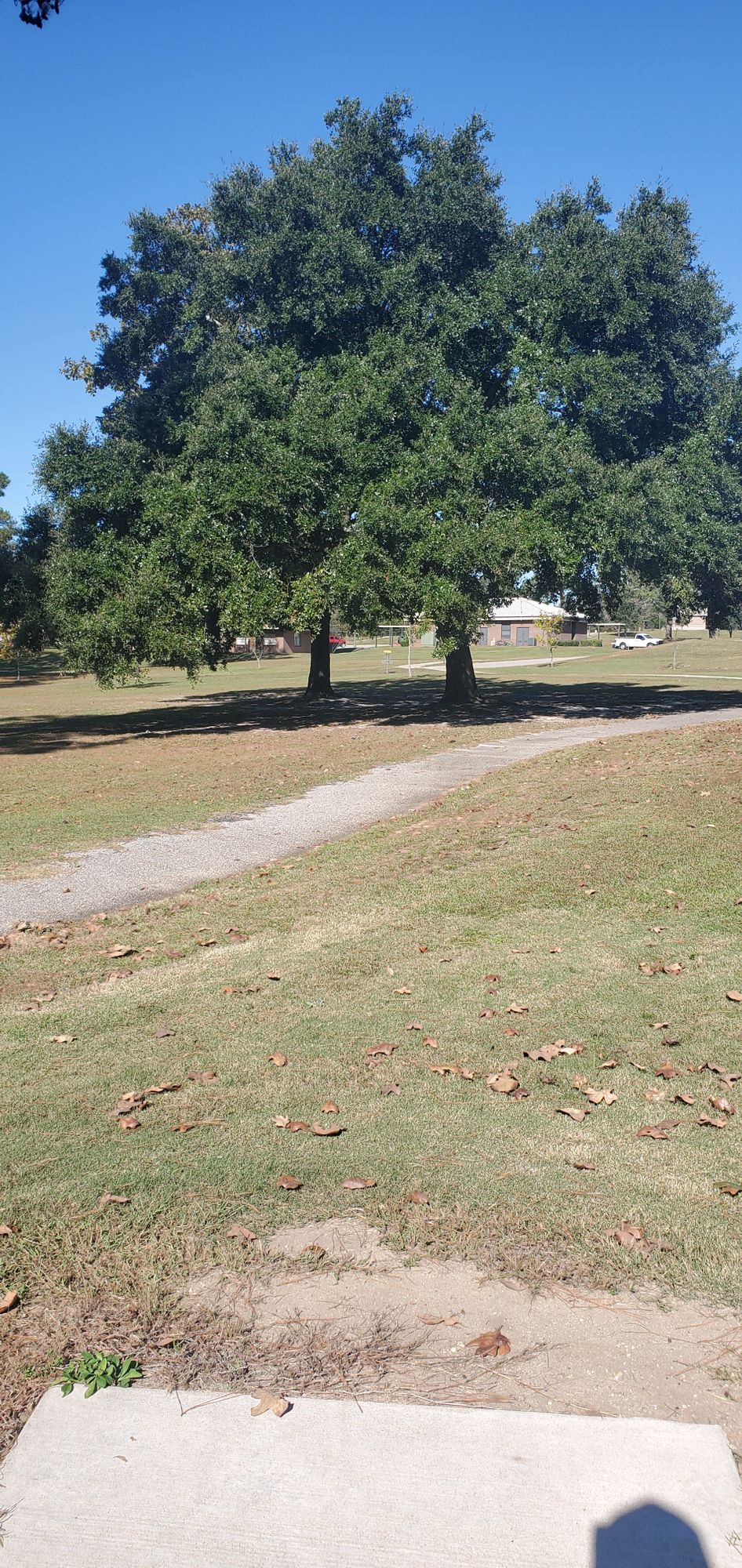 Hole 2 has a massive live oak tree directly in front of the tee.