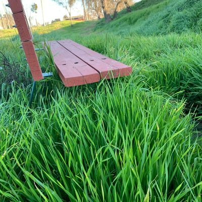Bench for reference of how tall the grass is