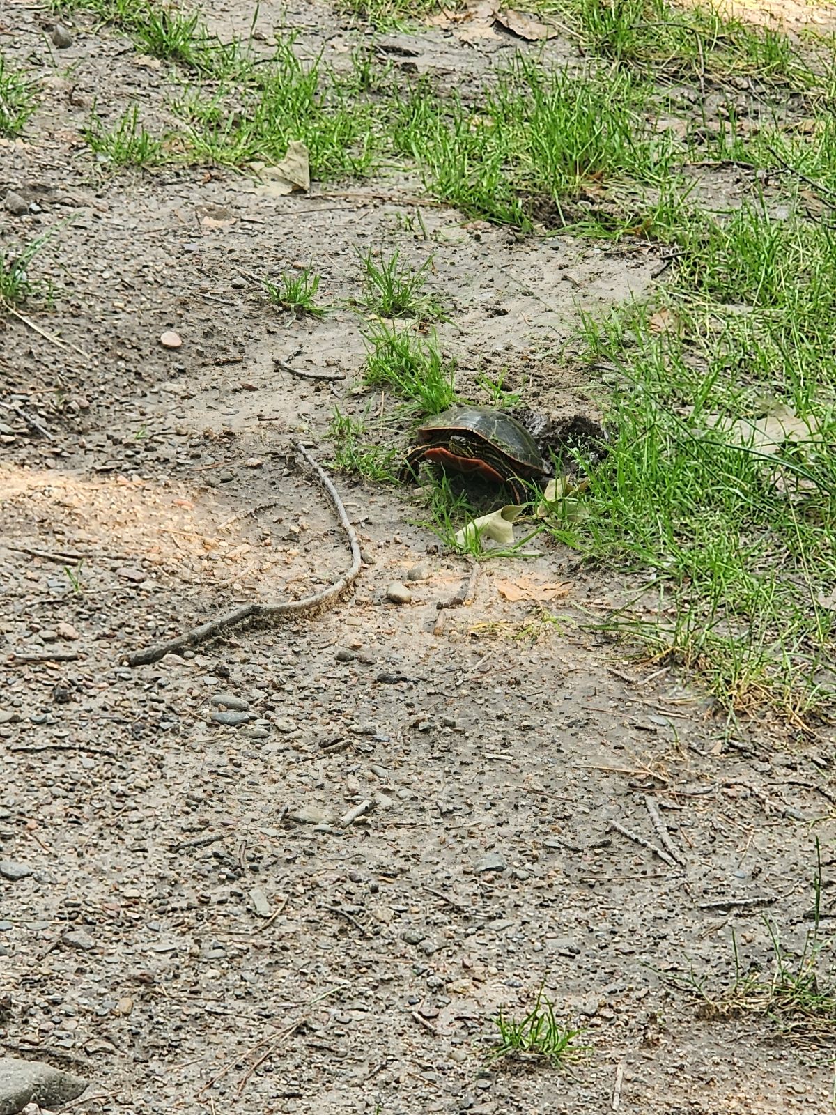 Turtle 🐢 nest by hole 3 tee.