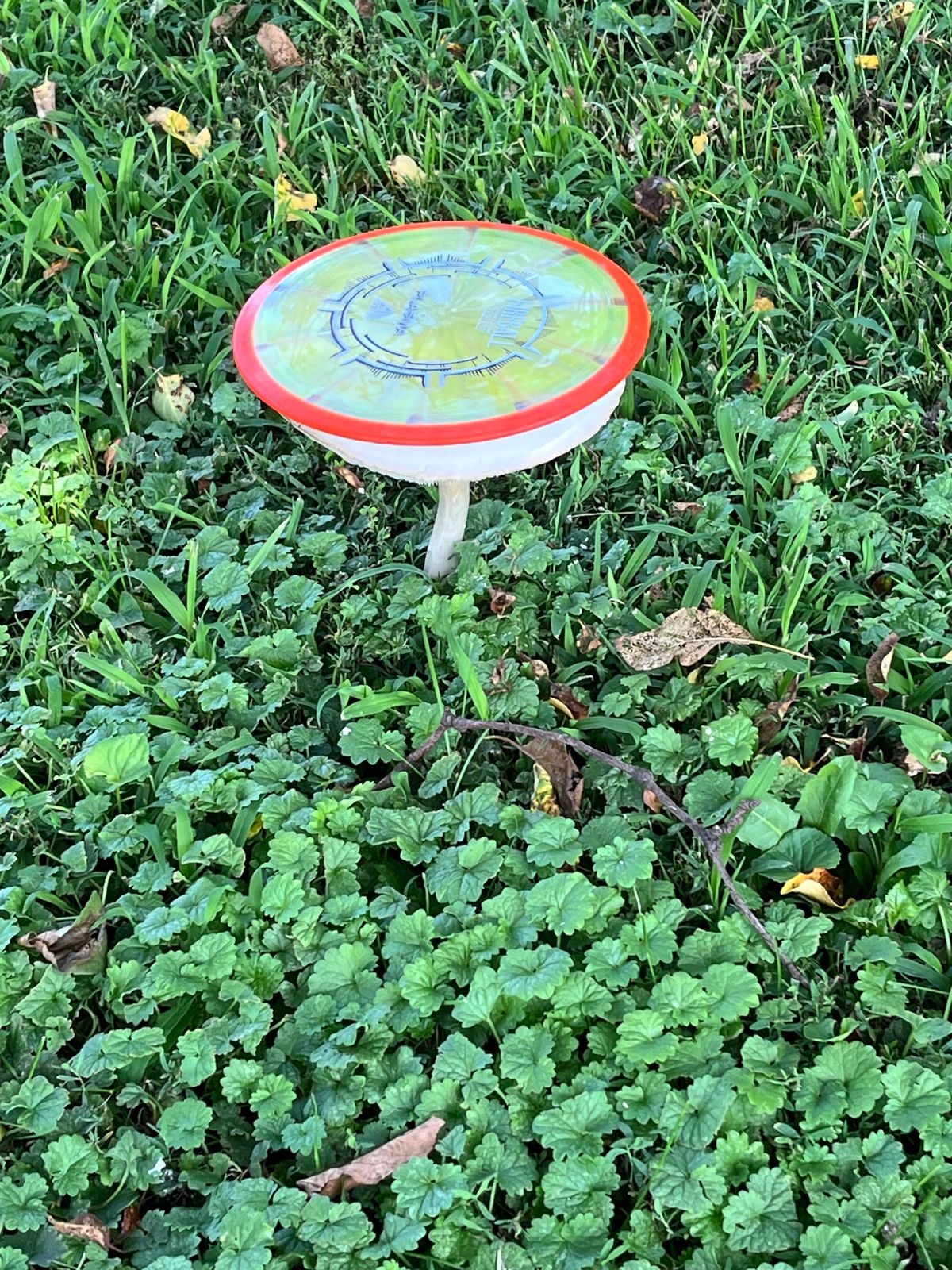 Biggest mushrooms