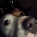 dlcrie