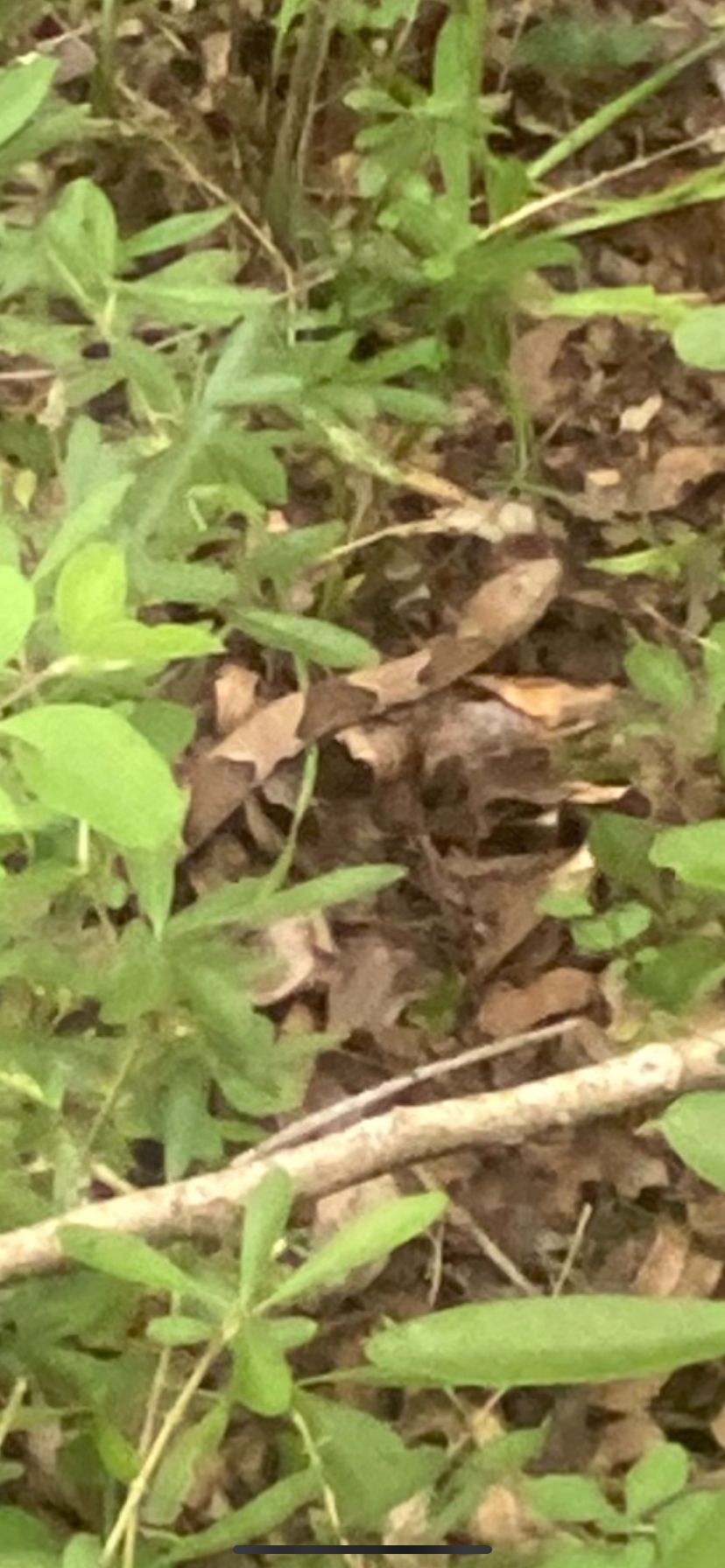 Copperhead in woods by basket 4. Watch your step.