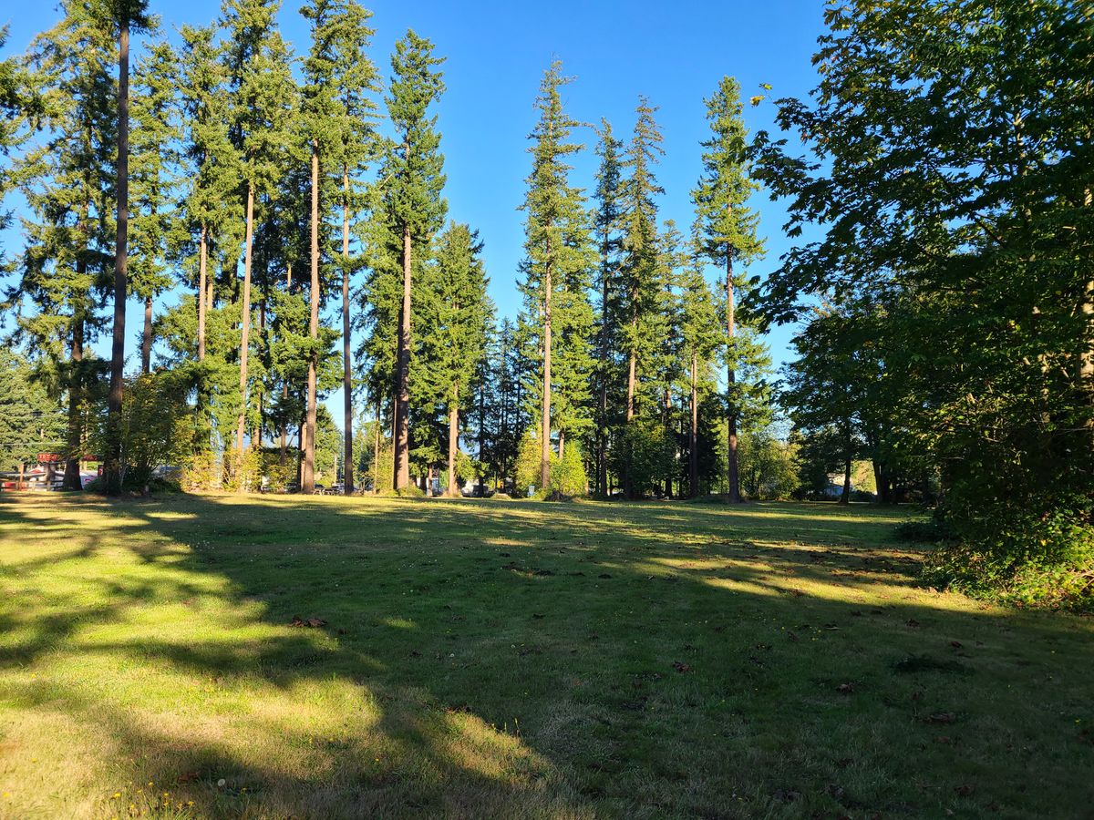 A lot of open fairways with a few trees scattered.
