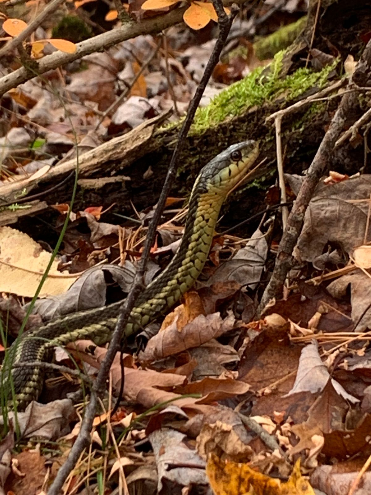 Garter snake