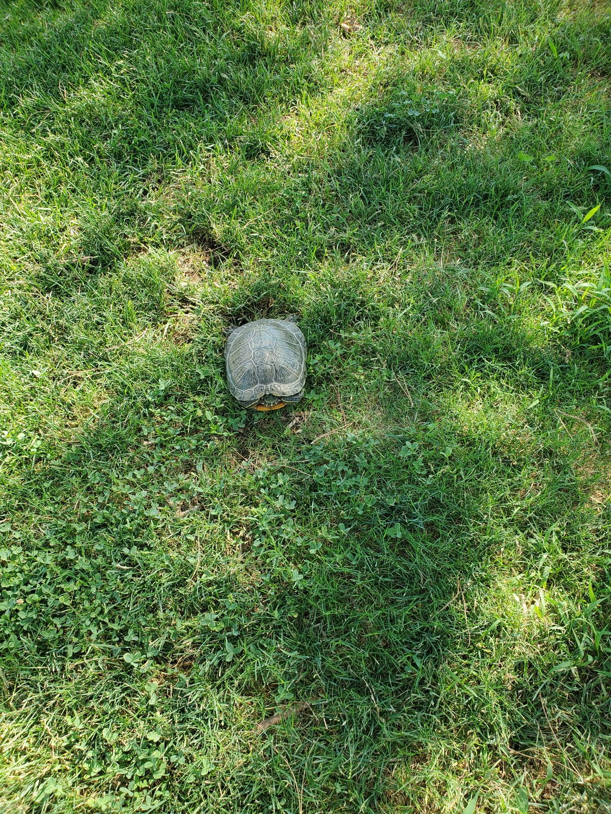 Look out for the turtle on hole 5