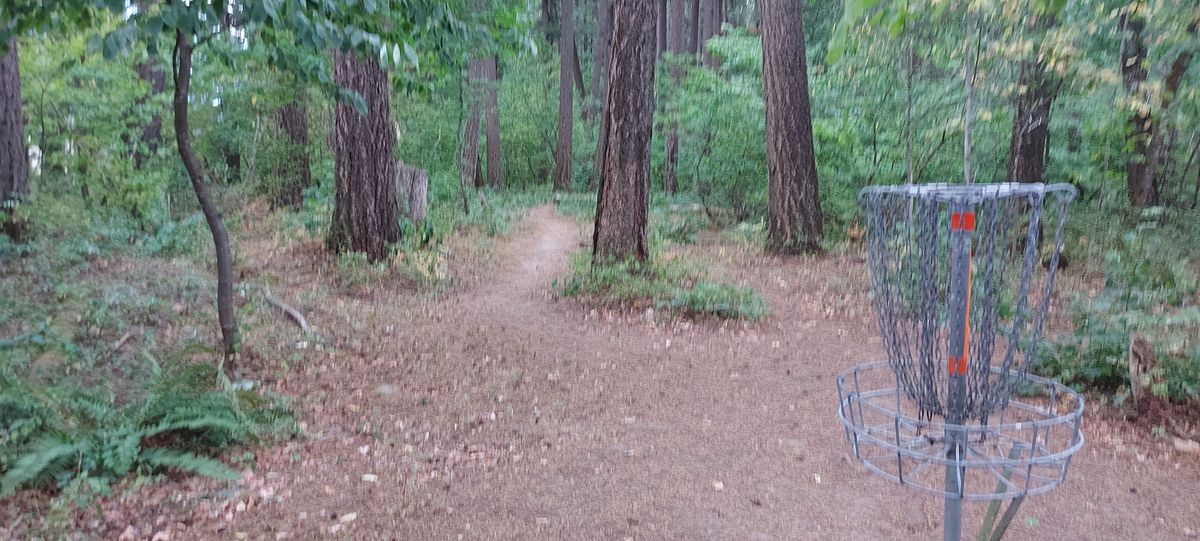 Reverse back up the fairway on hole 5🪵🌿🪵🌿🪵