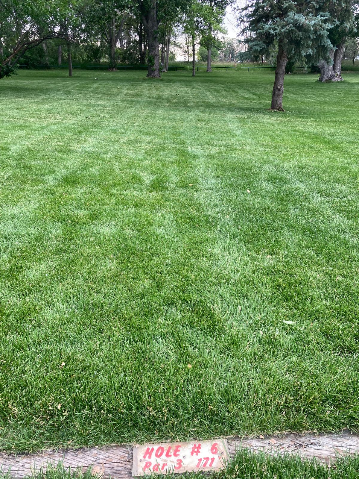 Tee 6