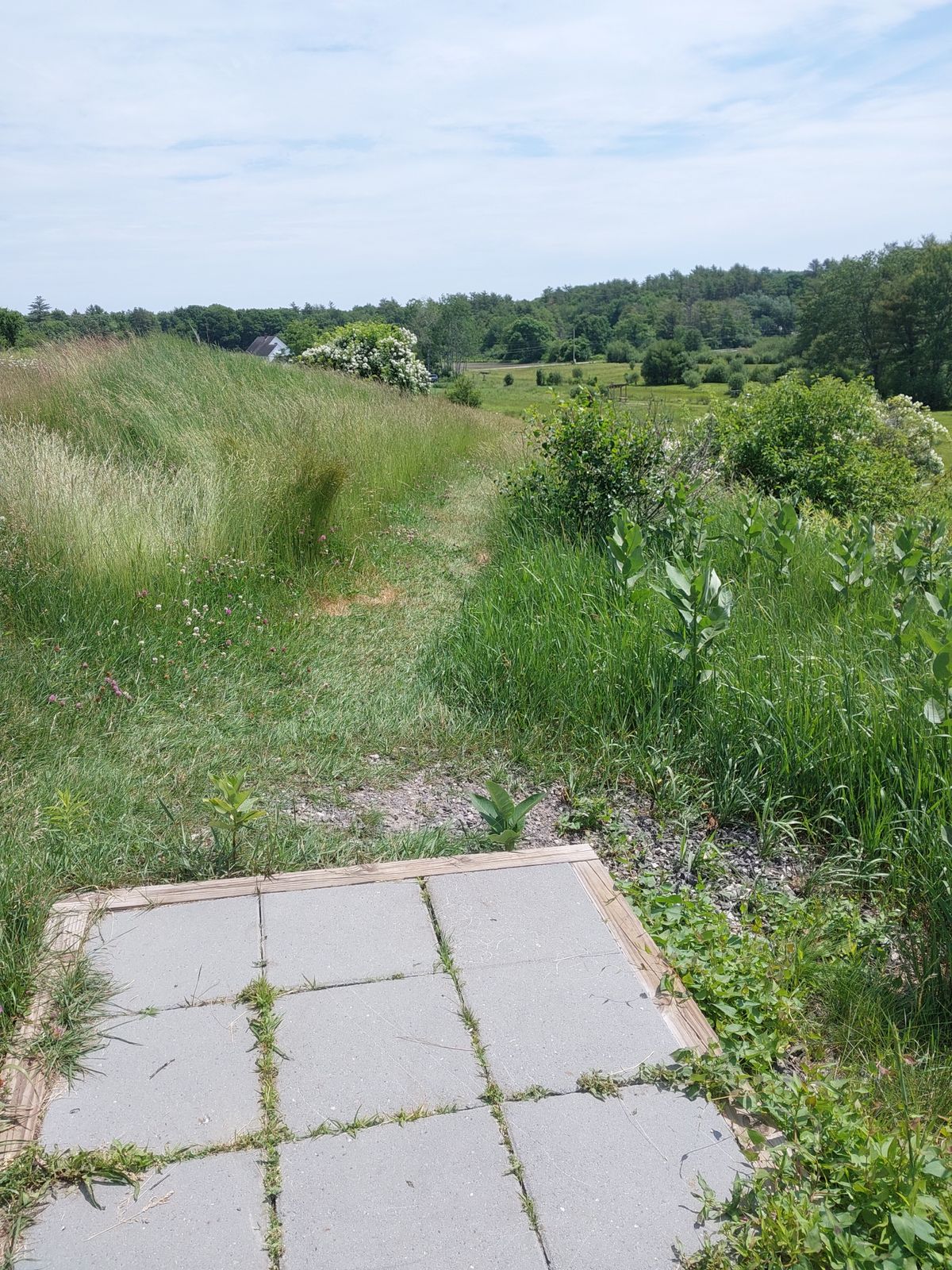 Nothing mowed really tall grass and tee signs in poor shape