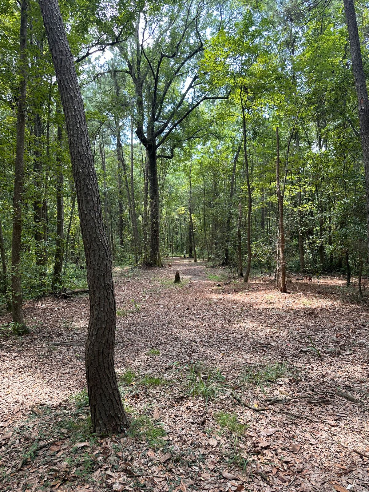 Hole 6 447’ dogleg right