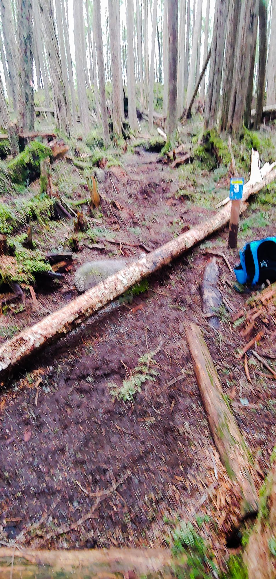 Tree across tee pad for 3.