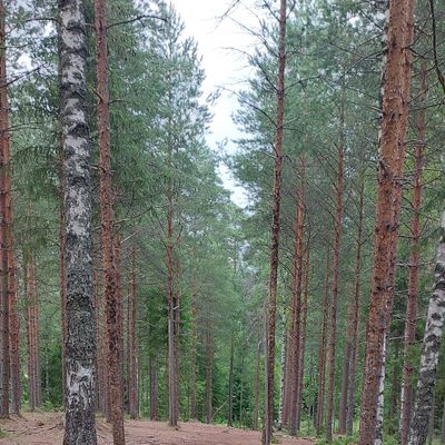 Väylä 18