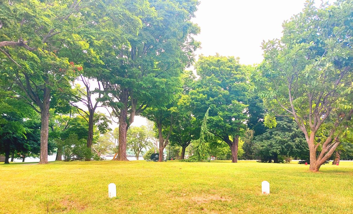 White tee pad 7.