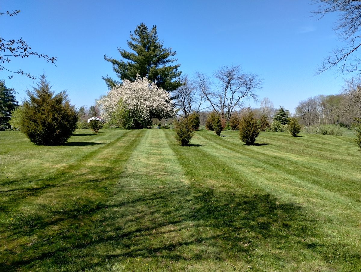 fairway looking from  outside the woods on 3 to the basket under the white flower tree