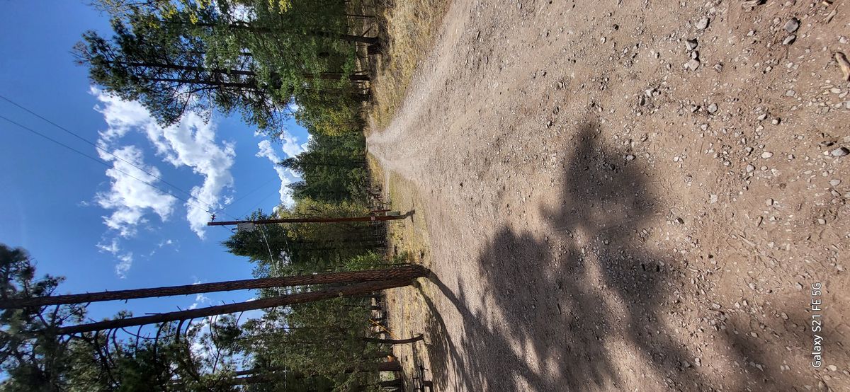 Camp 🏕 tall pines