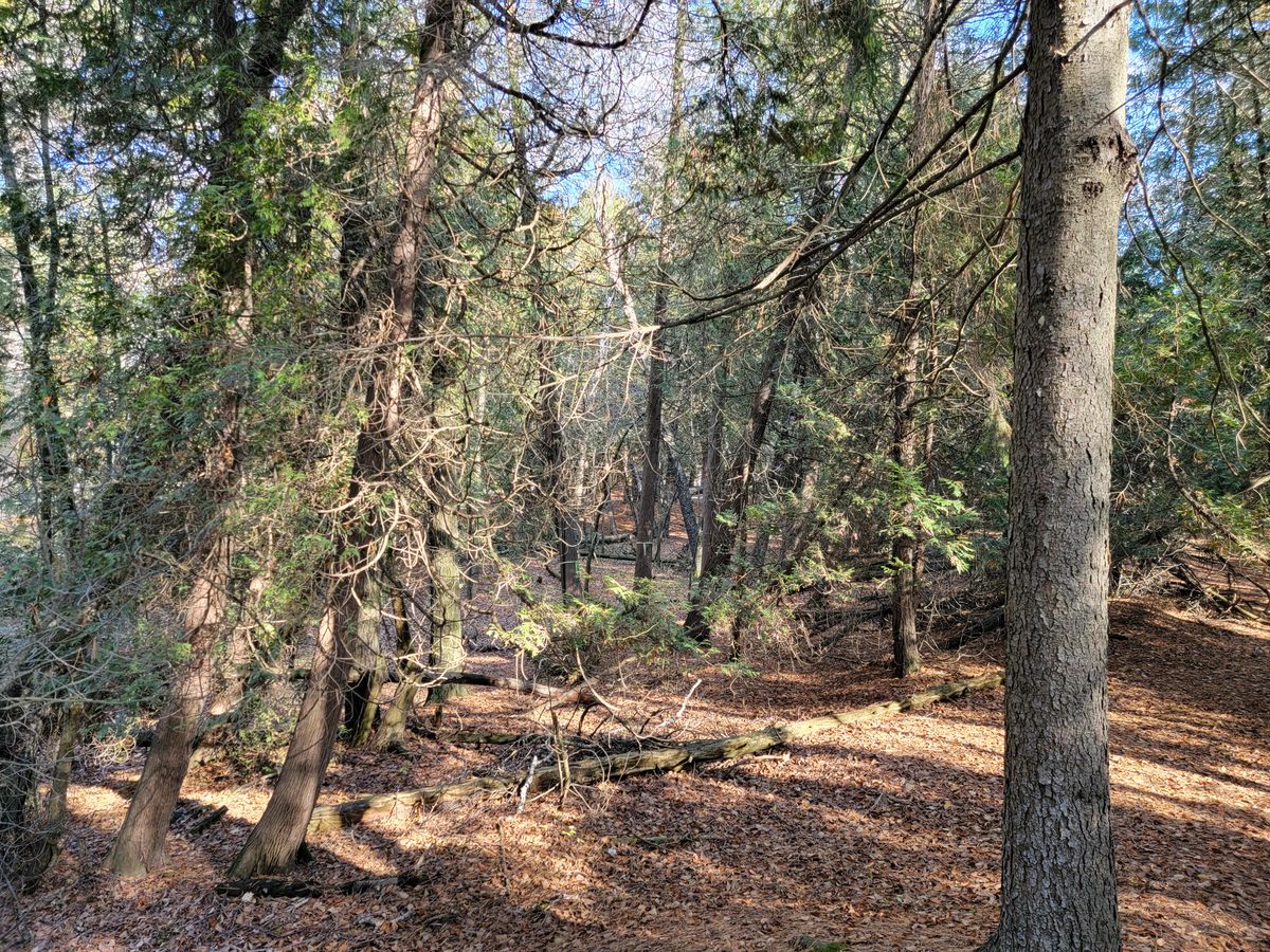 Hole 3 long tee - before photo