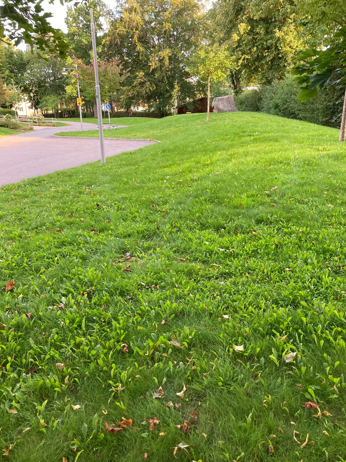 Tee 1