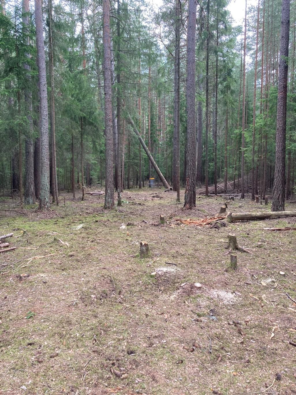 Hull 10 inne i skogen mot kurv