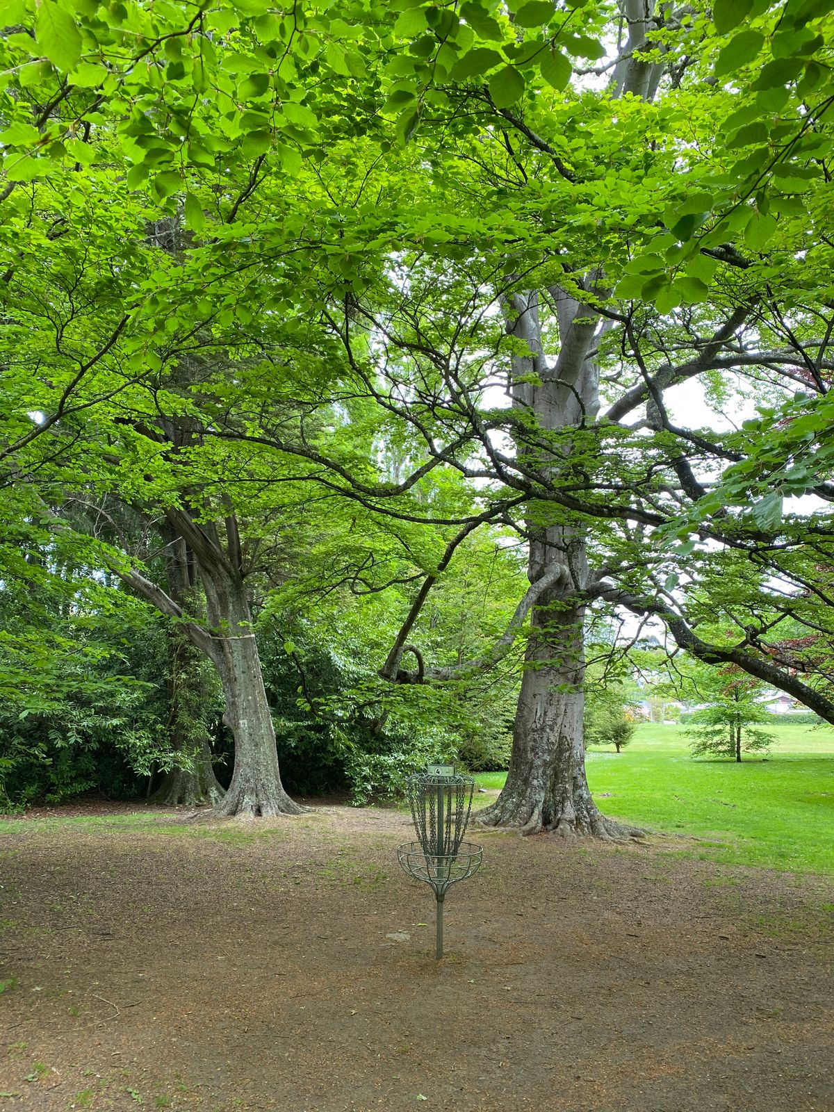 Hole 4 in Spring