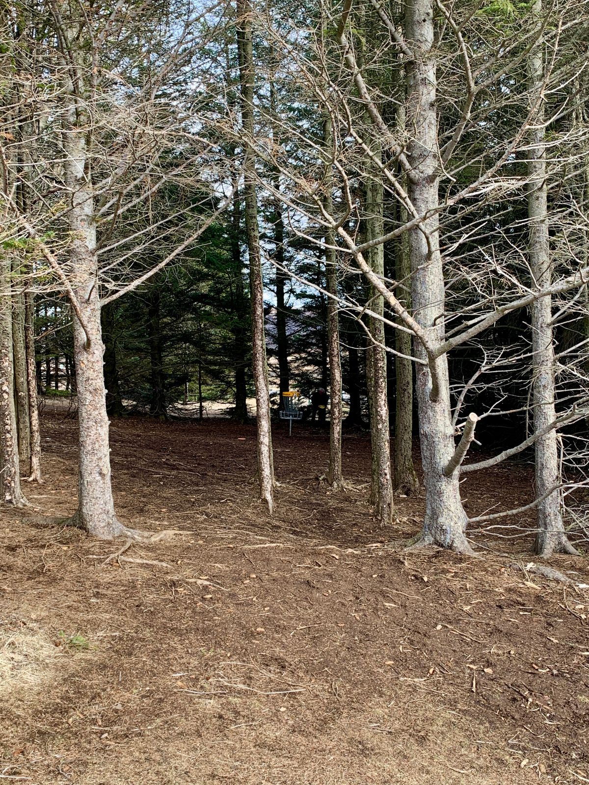 Fairway hole 2 🌲