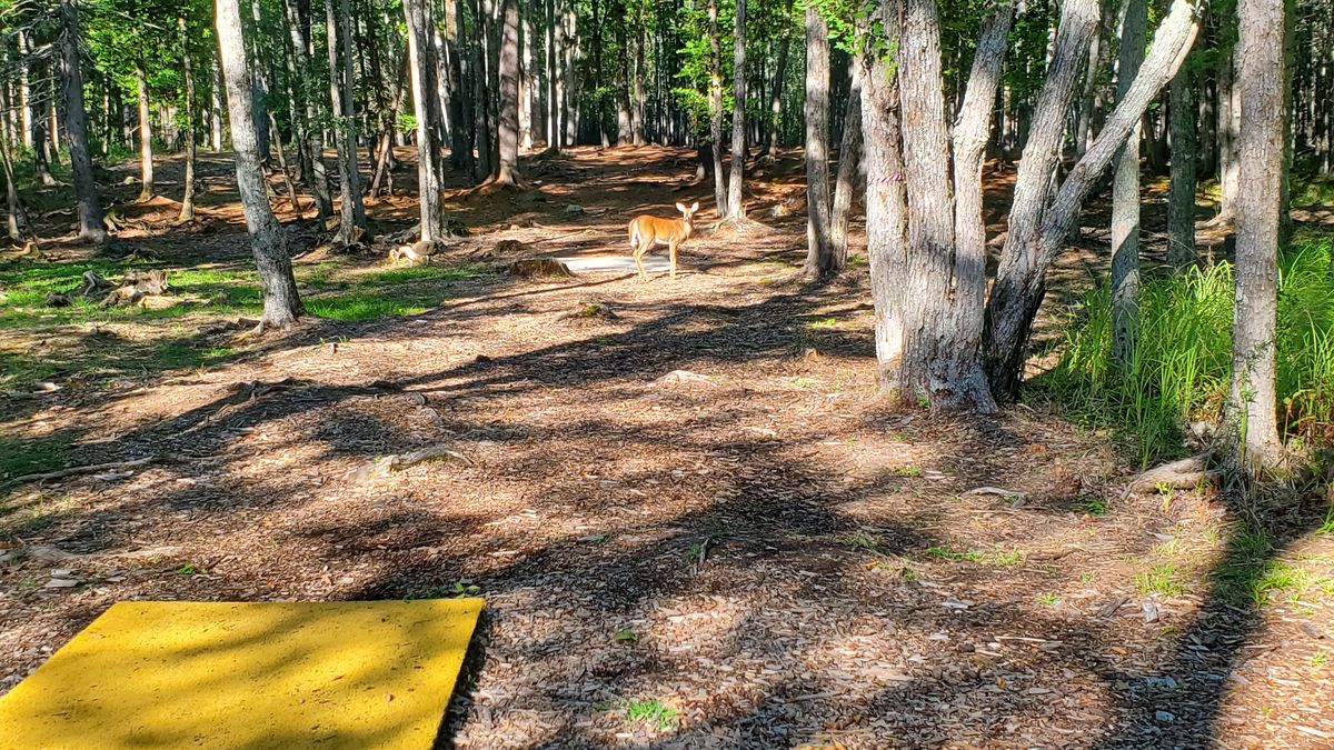 Mamma deer here let me play through.