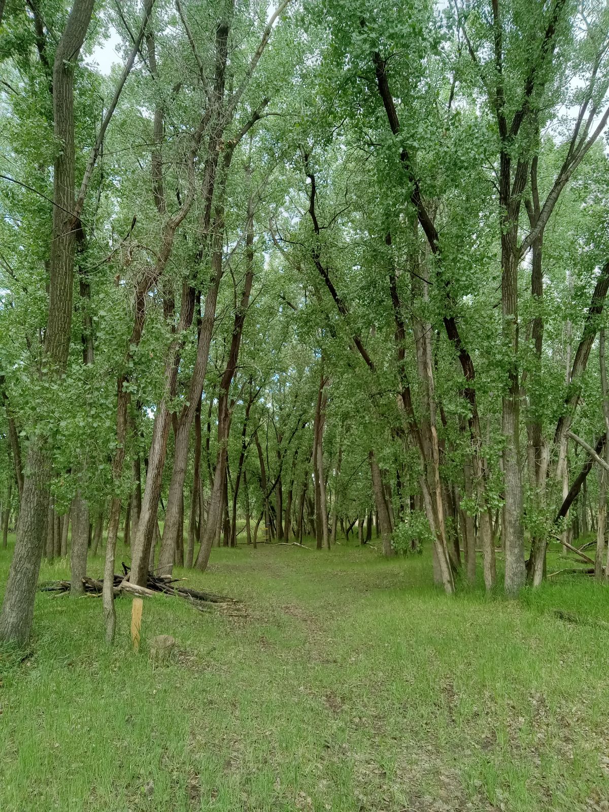 Fairway of hole 1