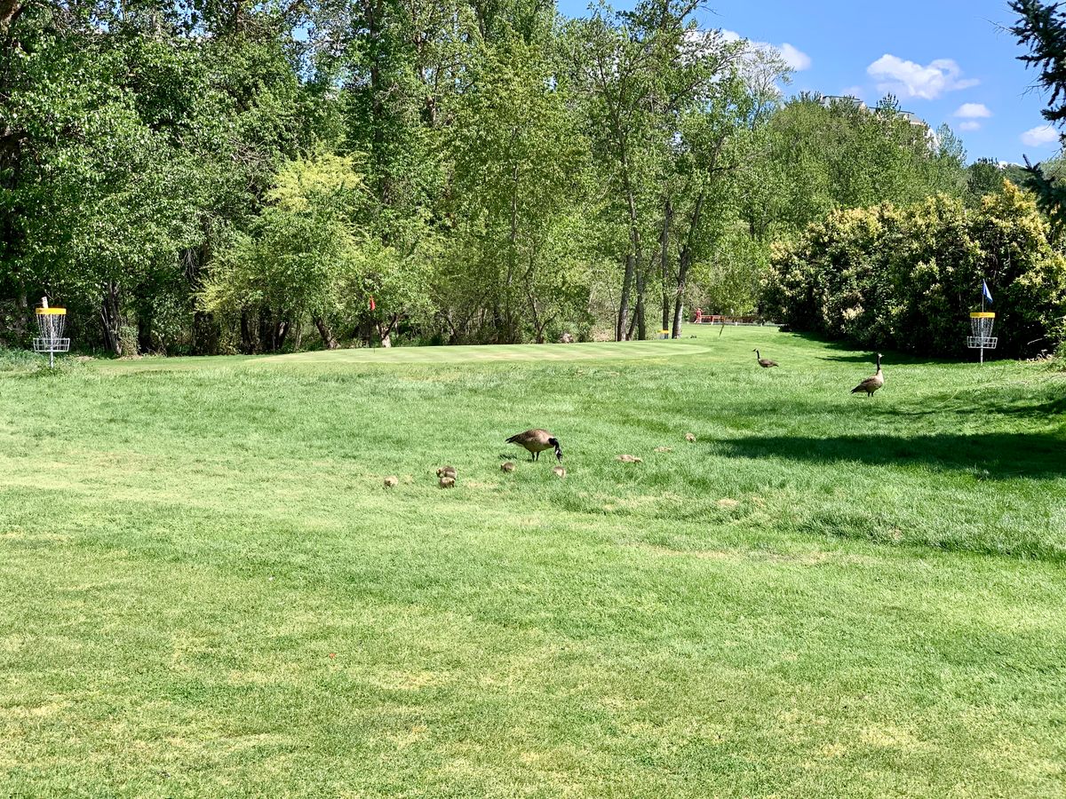 Looking from hole 3 fairway at 4/13 baskets.
