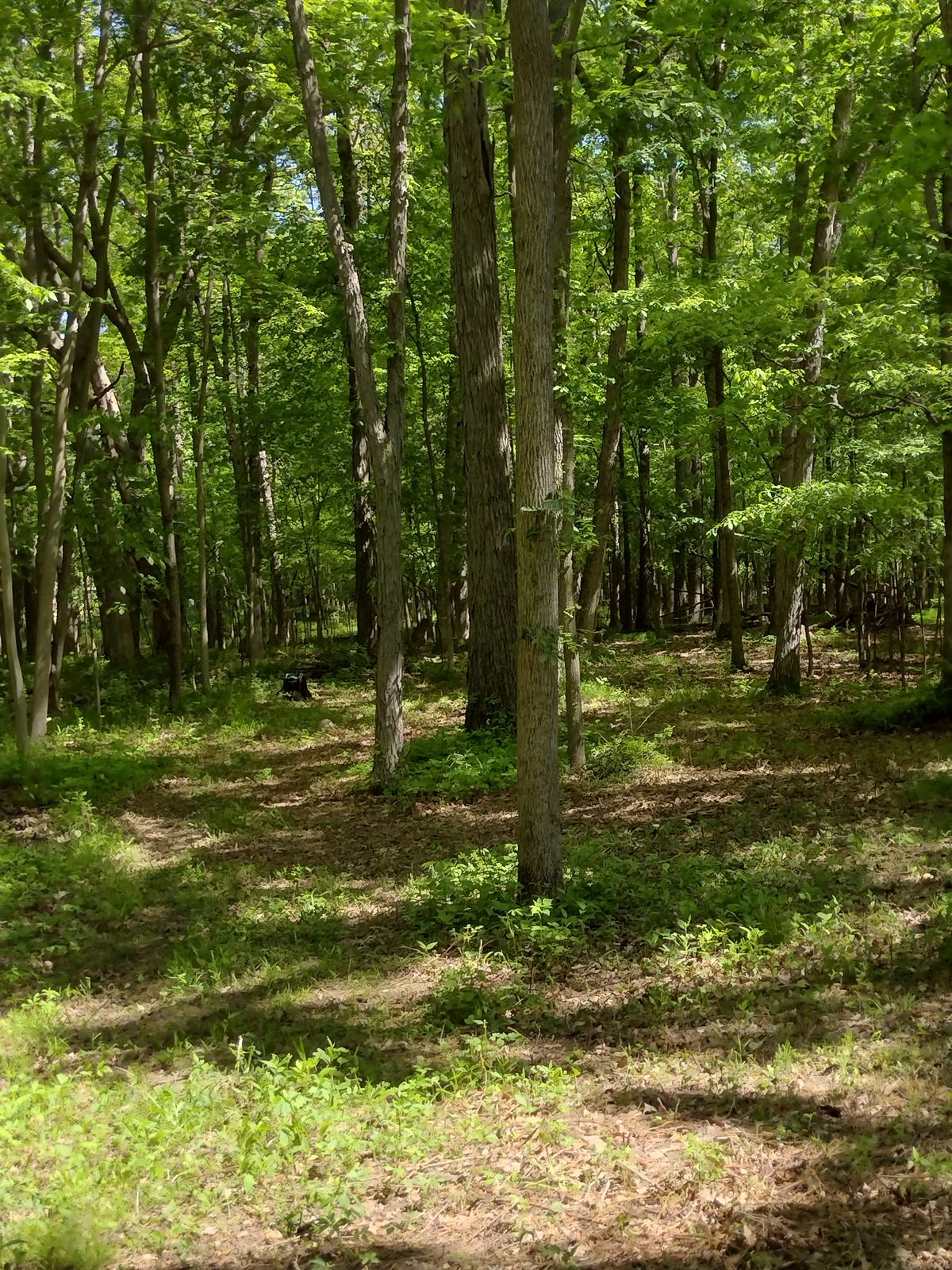 Tee from hole 14