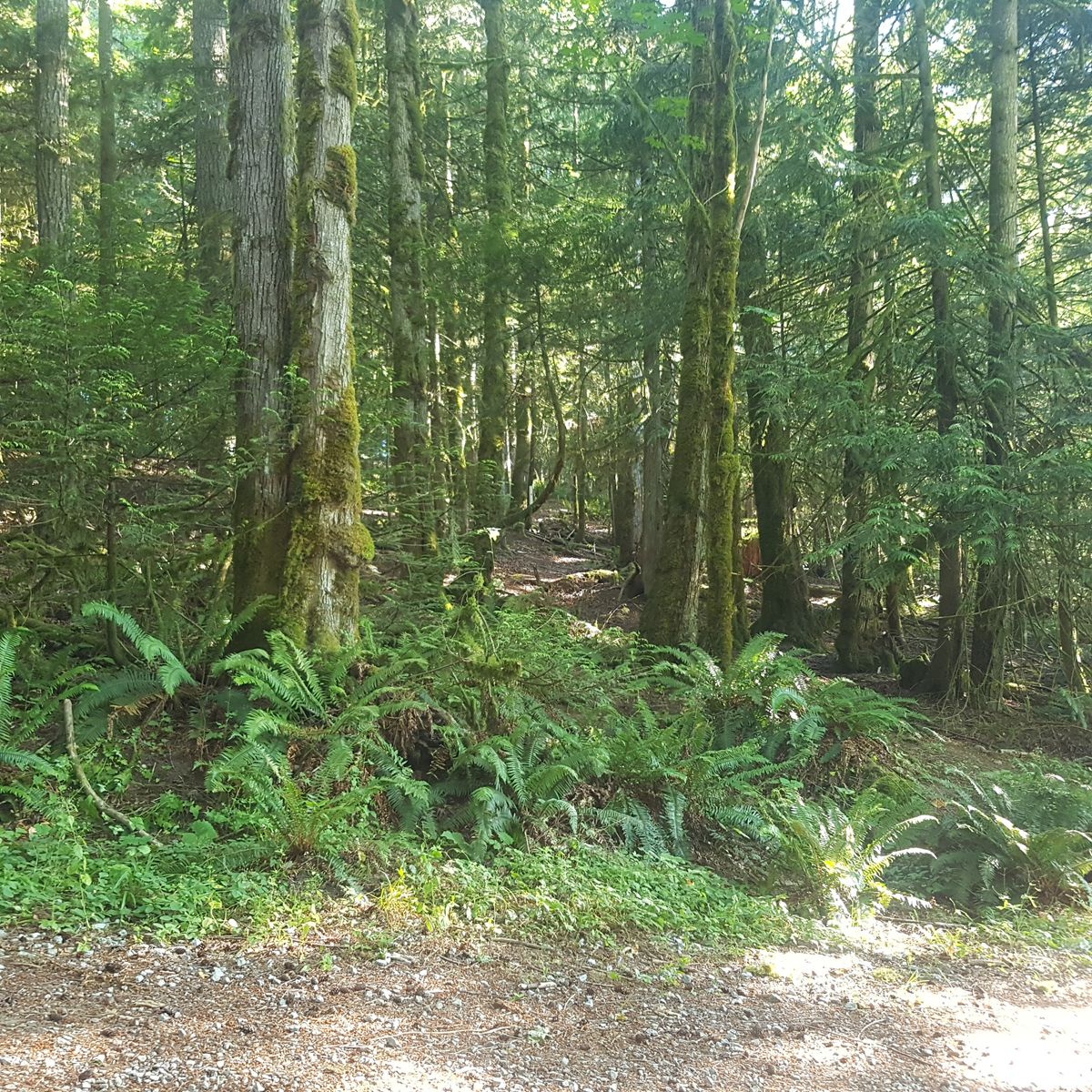 Hole #4 - from tee pad looking at the fairway