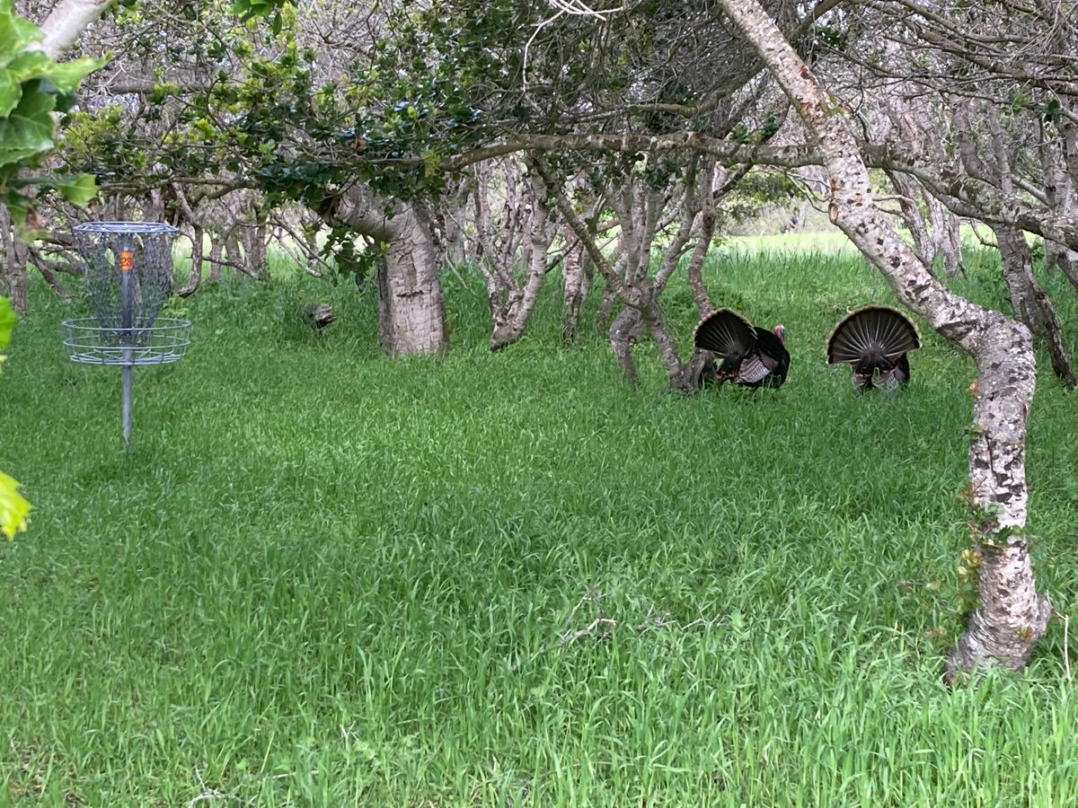 Turkey's at Hole 23's basket.