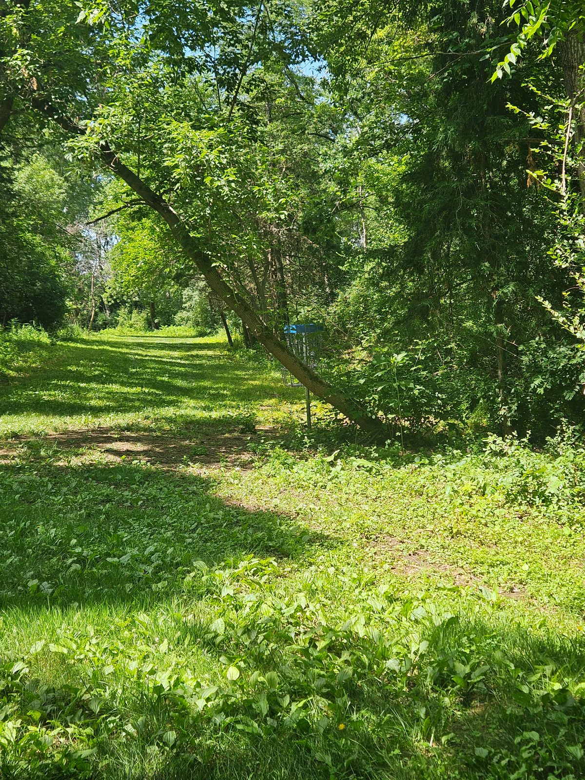 Hole 8 green