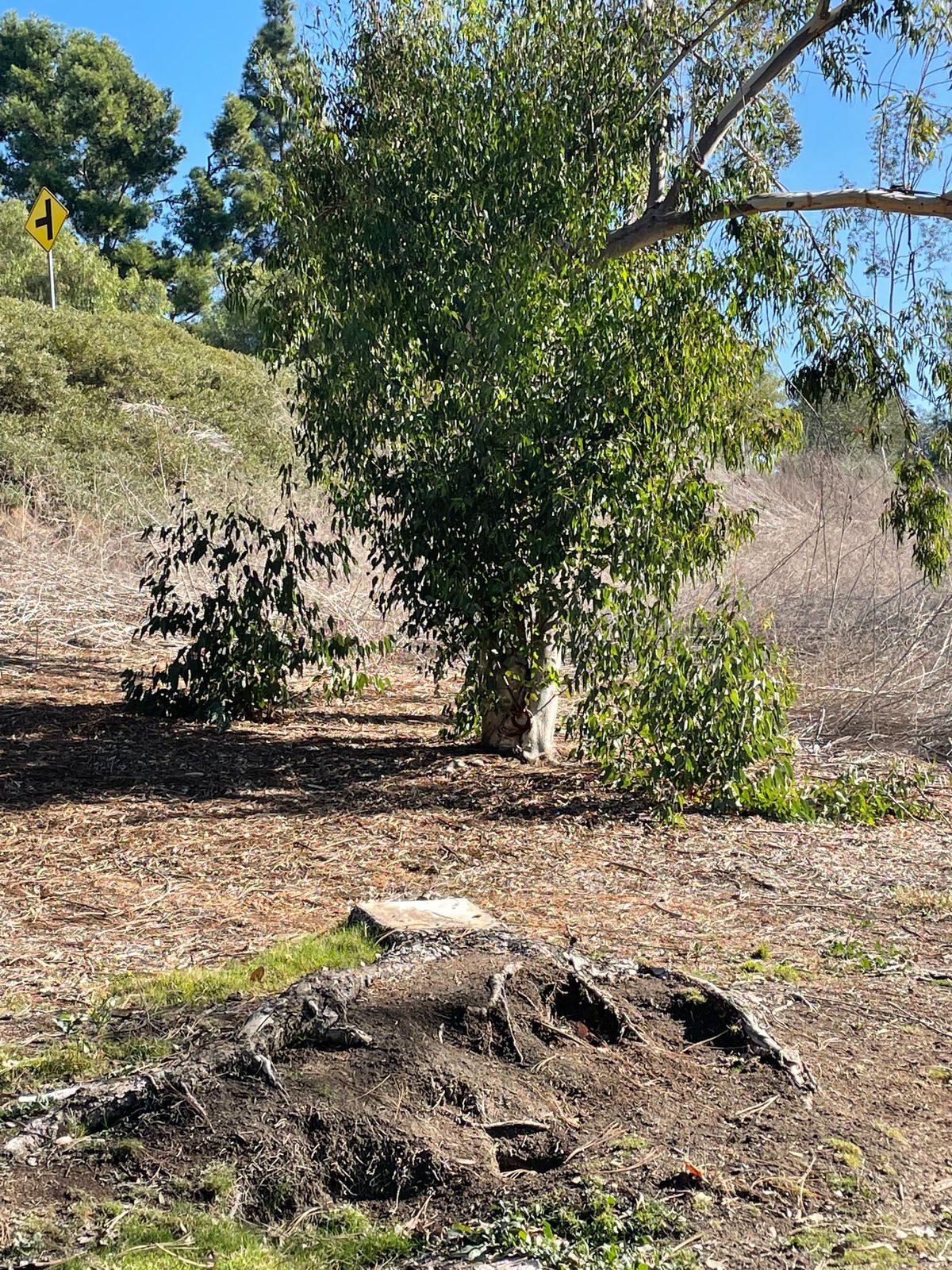 Hole 2 target tree is big tree past stump.