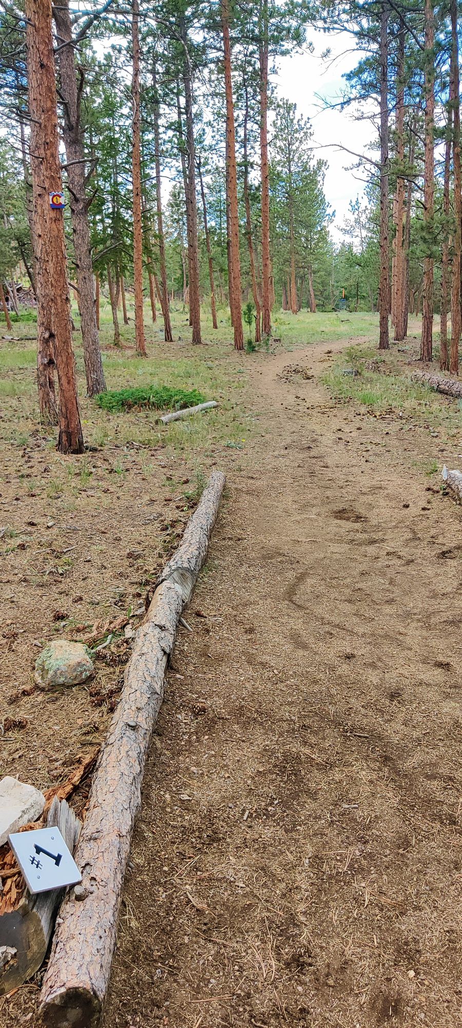 Hole 1 - basket is in the clearing to the right