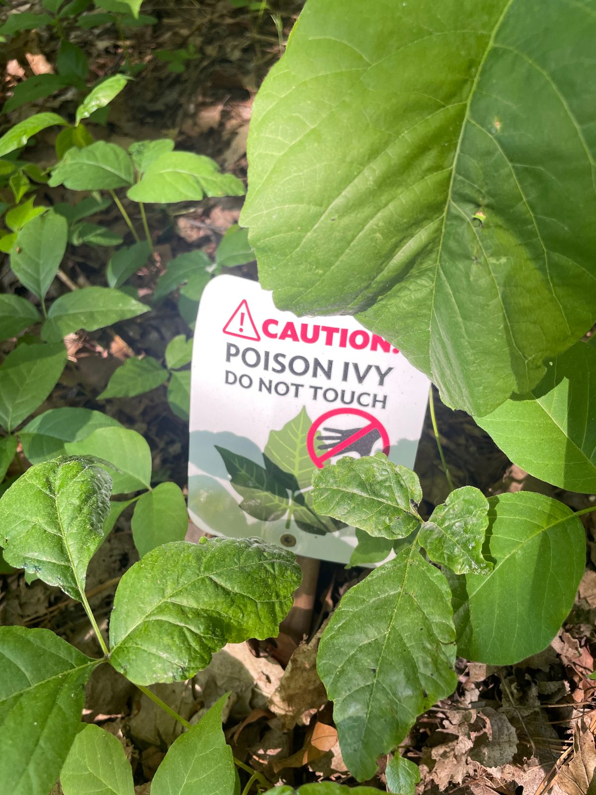 Poison Ivy is prevalent but easy to identify.