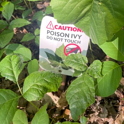 Poison Ivy is prevalent but easy to identify.