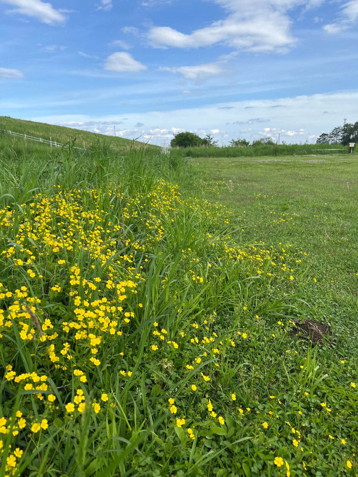 Basket 7 is at the end of the wildflowers. Course is mowed with designed rough. Bordering high grass