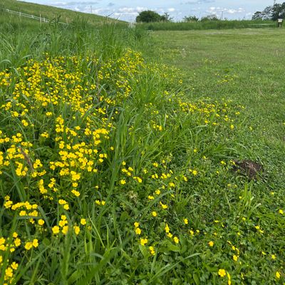 Basket 7 is at the end of the wildflowers. Course is mowed with designed rough. Bordering high grass