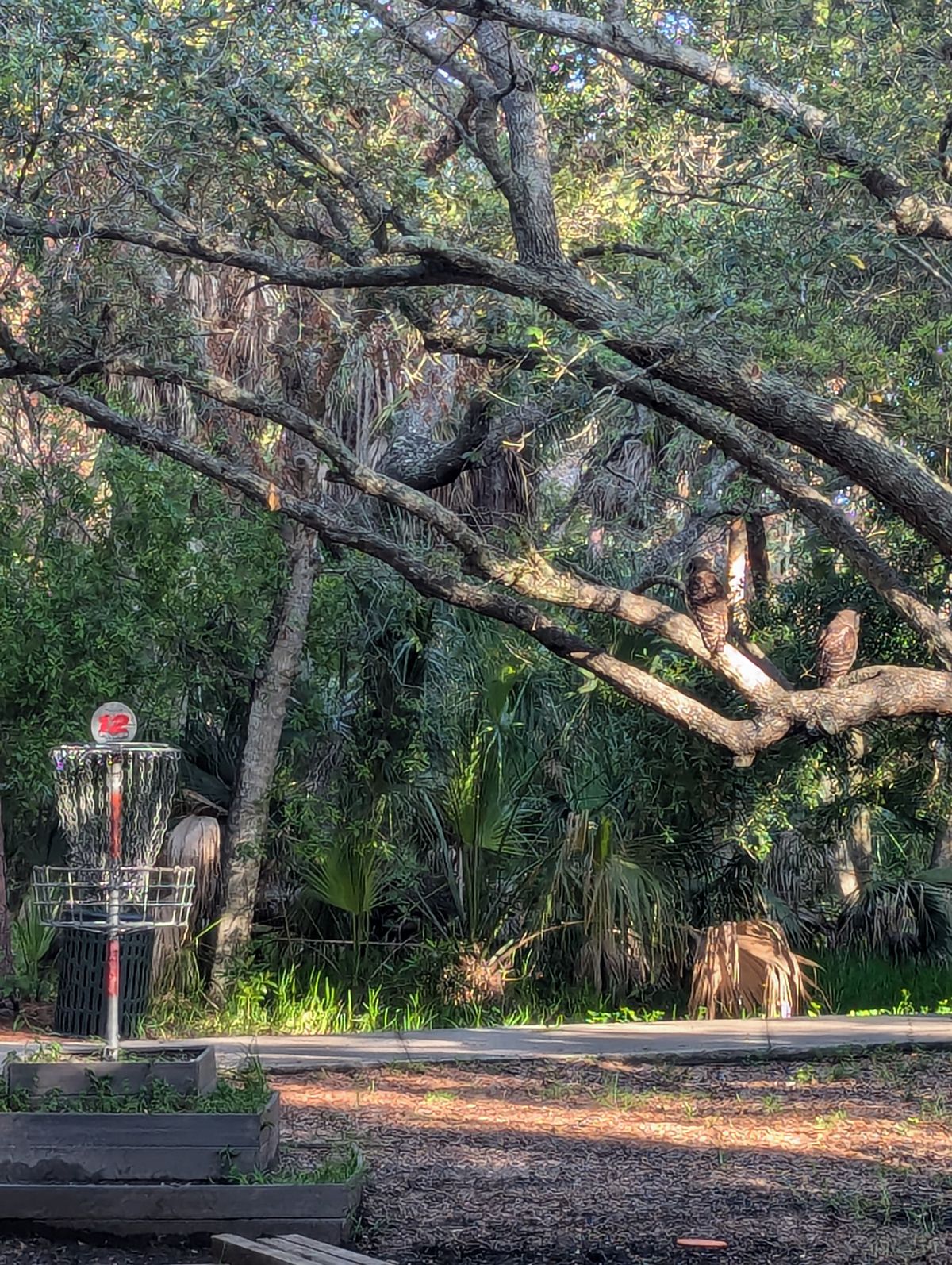 Two birdies on 12.