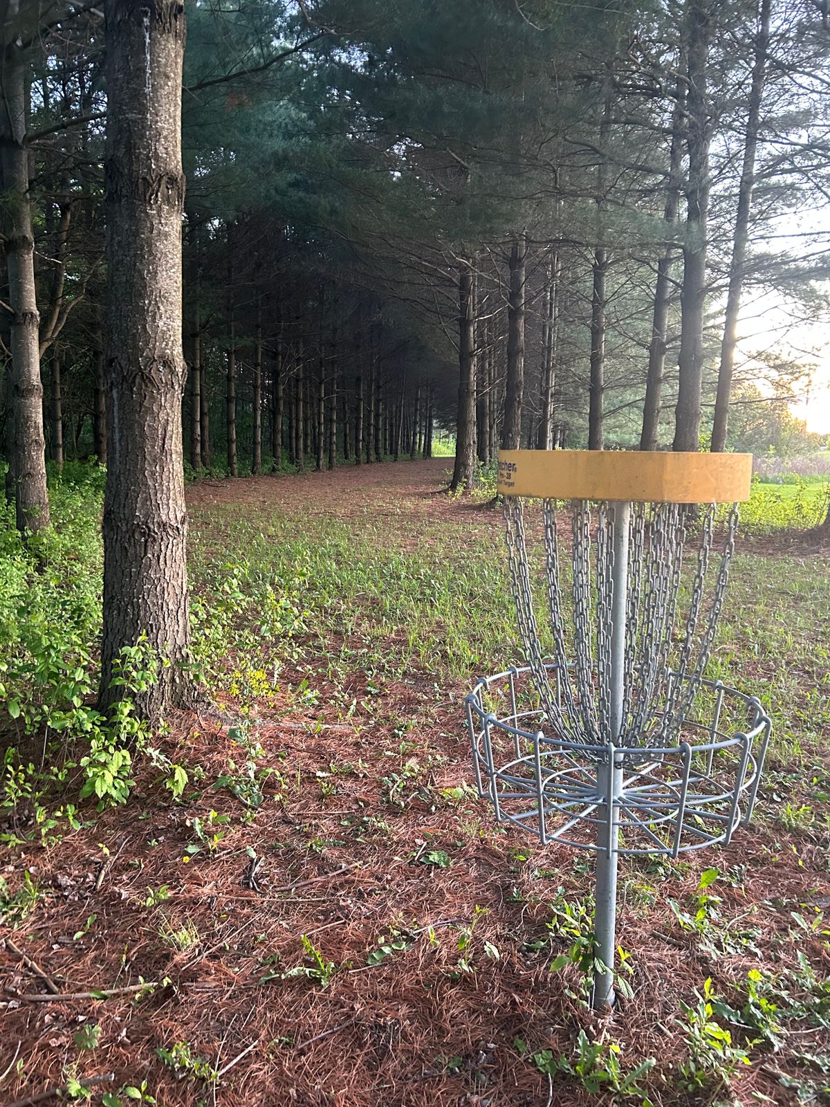 Hole 4 basket looking back down the fairway
