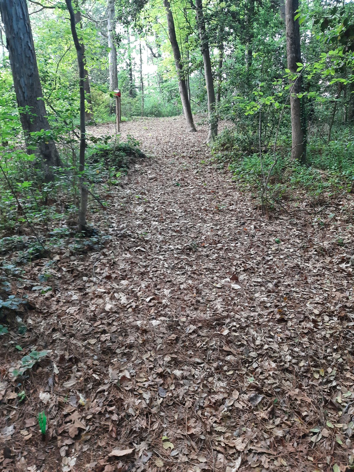 Hole 11 Blue Tee